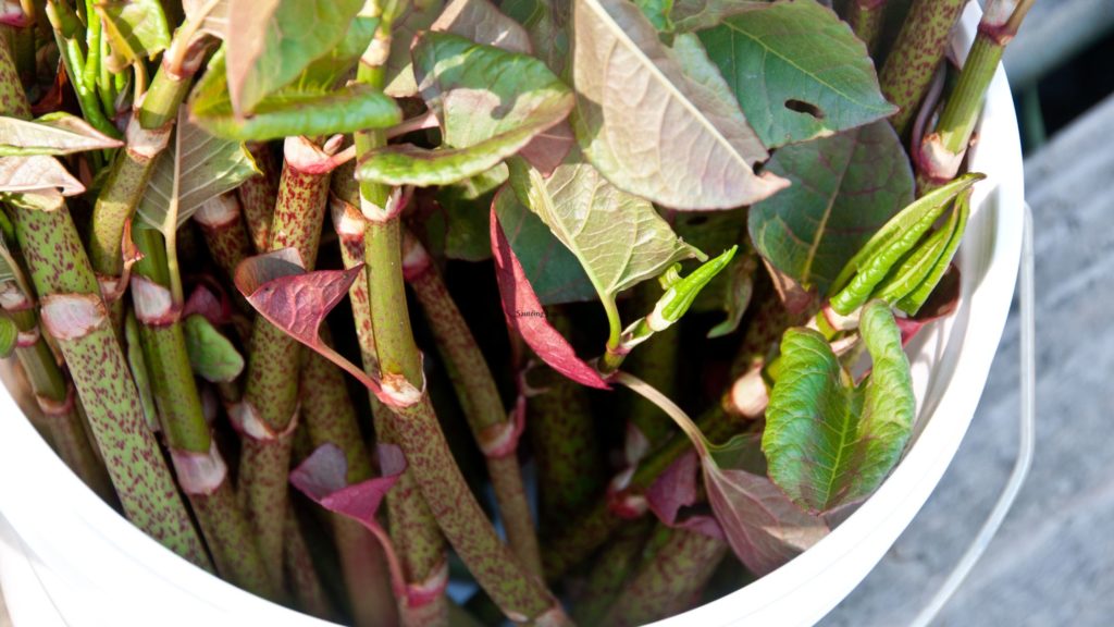 How to Cook Japanese Knotweed